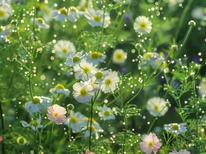 野花视频免费高清观看,野花视频免费高清观看，精彩内容无限制畅享