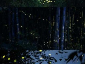 阴阳师夏夜萤火虫秘境探险攻略：夜寻萤火虫活动玩法详解