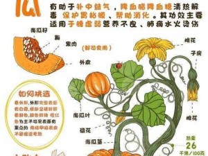 南瓜种植中水分管理的科学探索：喜水多还是喜水少？