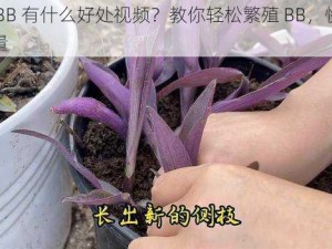 扦插 BB 有什么好处视频？教你轻松繁殖 BB，快速增加数量