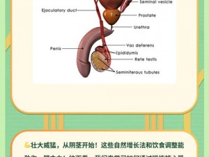 怎么能让自己的鸡变大变长、如何让自己的鸡变大变长？