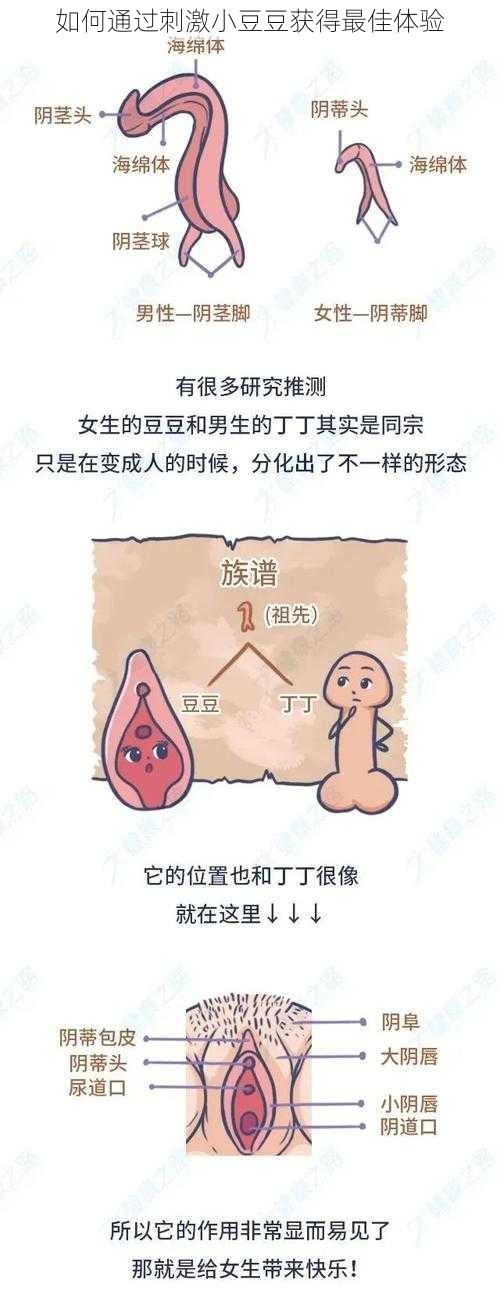 如何通过刺激小豆豆获得最佳体验