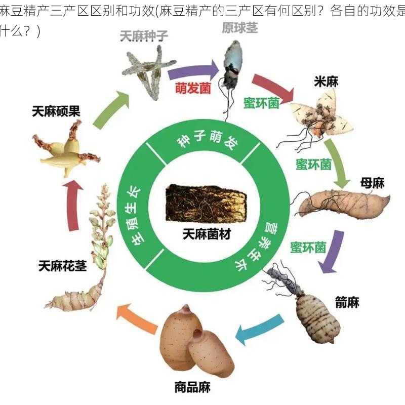 麻豆精产三产区区别和功效(麻豆精产的三产区有何区别？各自的功效是什么？)