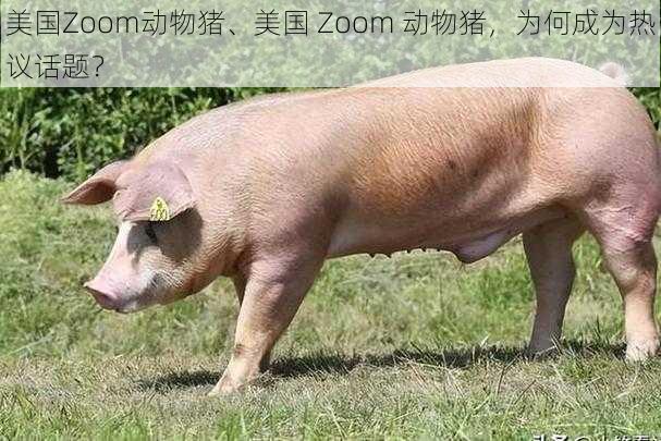 美国Zoom动物猪、美国 Zoom 动物猪，为何成为热议话题？