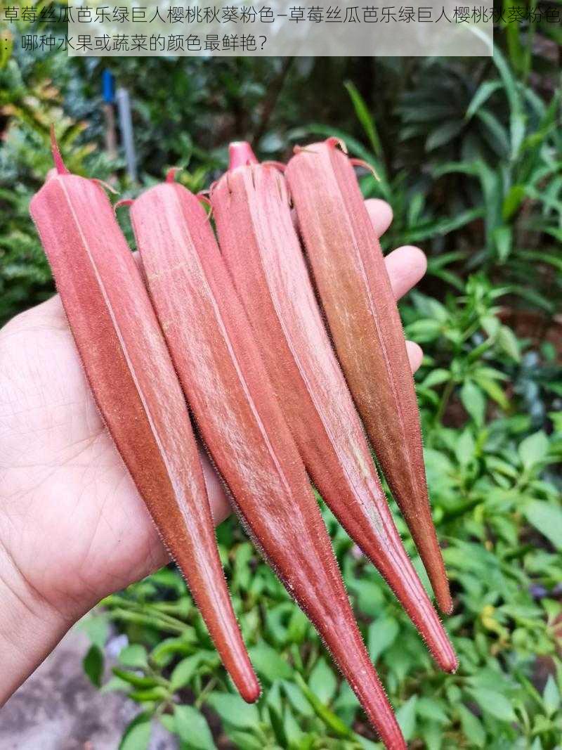 草莓丝瓜芭乐绿巨人樱桃秋葵粉色—草莓丝瓜芭乐绿巨人樱桃秋葵粉色：哪种水果或蔬菜的颜色最鲜艳？