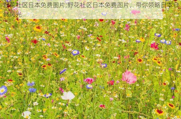 野花社区日本免费图片;野花社区日本免费图片，带你领略日本自然风光