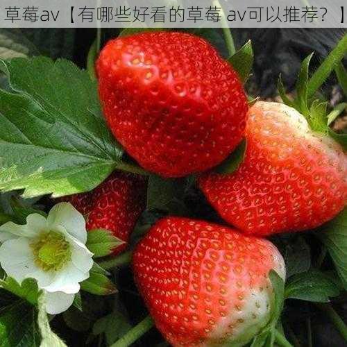 草莓av【有哪些好看的草莓 av可以推荐？】