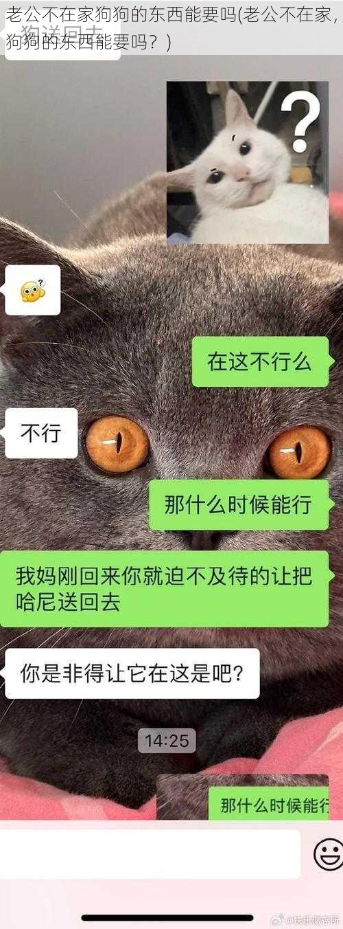 老公不在家狗狗的东西能要吗(老公不在家，狗狗的东西能要吗？)