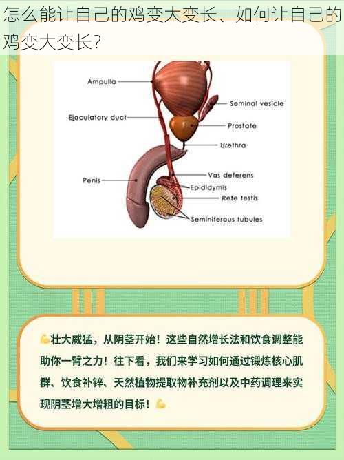 怎么能让自己的鸡变大变长、如何让自己的鸡变大变长？