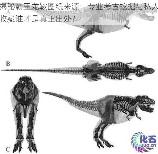 揭秘霸王龙鞍图纸来源：专业考古挖掘与私人收藏谁才是真正出处？