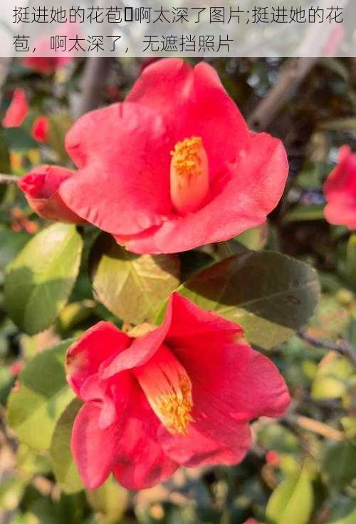 挺进她的花苞⋯啊太深了图片;挺进她的花苞,啊太深了,无遮挡照片